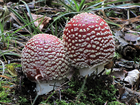 muchotrávka červená Amanita muscaria (L.) Lam.