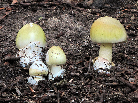 muchotrávka zelená Amanita phalloides (Vaill. ex Fr.) Link