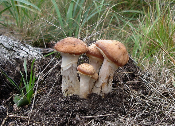 podpňovka tmavá Armillaria ostoyae (Romagn.) Herink