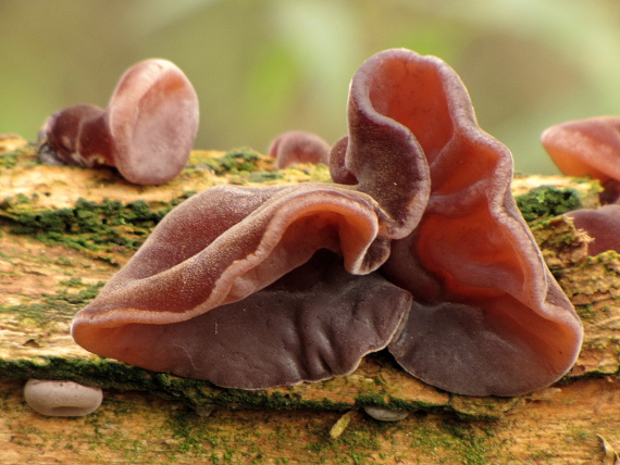 uchovec bazový-boltcovitka ucho Jidášovo Auricularia auricula-judae (Bull.) Quél.