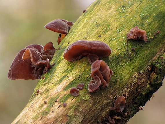 uchovec bazový-boltcovitka ucho Jidášovo Auricularia auricula-judae (Bull.) Quél.