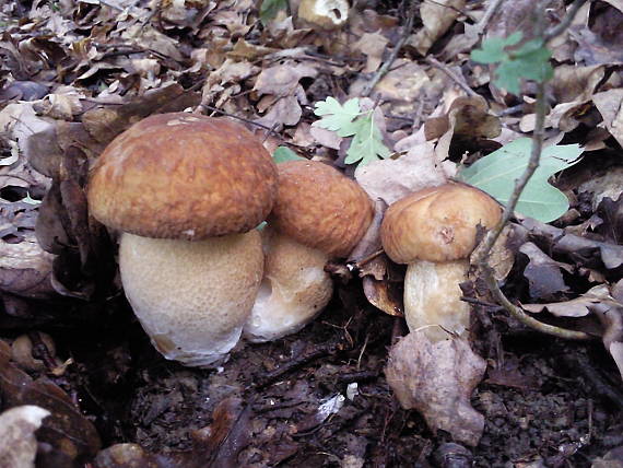 hríb dubový Boletus reticulatus Schaeff.