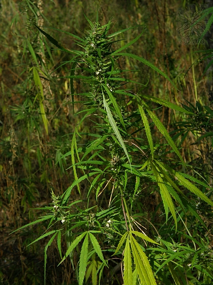 konopa rumovisková Cannabis ruderalis Janisch.