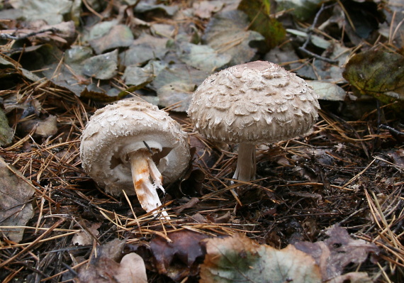 bedľa červenejúca Chlorophyllum rachodes (Vittad.) Vellinga