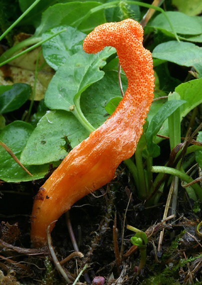 žezlovka hmyzová Cordyceps militaris (Fr.) Link