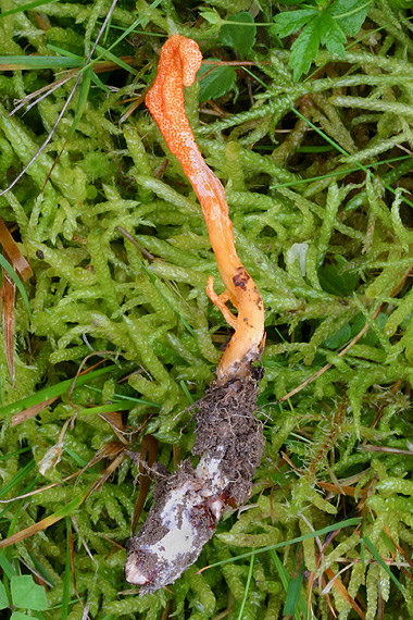 žezlovka hmyzová Cordyceps militaris (Fr.) Link