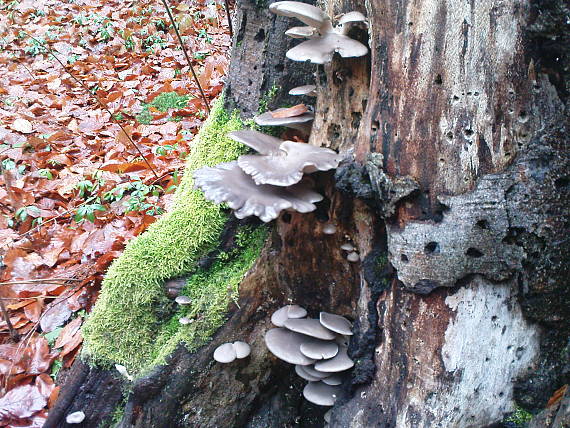 hliva Hliva ustricovitá Pleurotus ostreatus