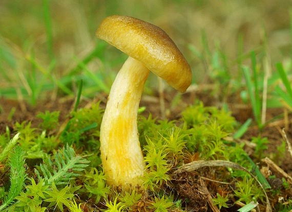 šťavnačka mrazová Hygrophorus hypothejus (Fr.) Fr.