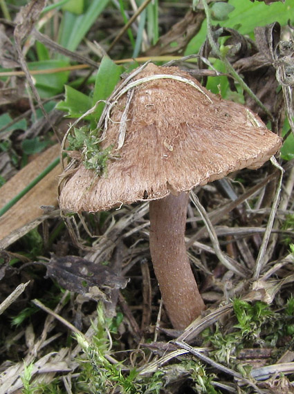 vláknica plavohnedá Inocybe cincinnata var. major (S. Petersen) Kuyper