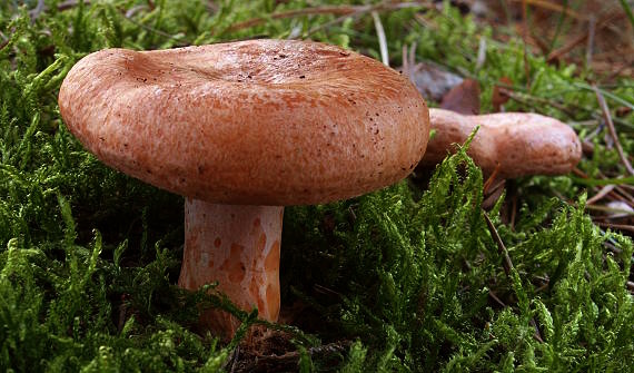 rýdzik pravý Lactarius deliciosus (L.) Gray