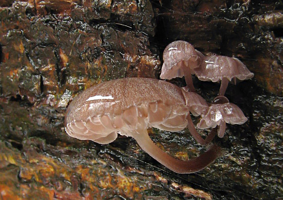 prilbička pomúčená Mycena meliigena (Berk. & Cooke) Sacc.