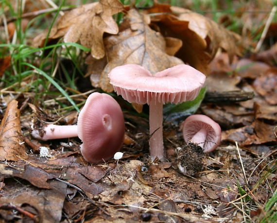 prilbička ružovkastá Mycena rosea Gramberg