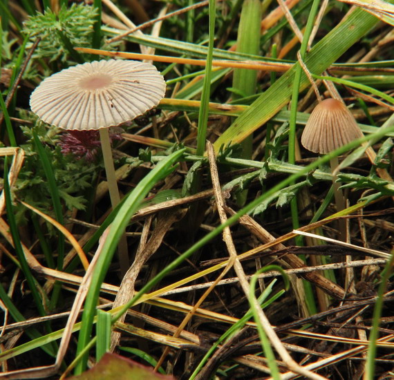 hnojník ozdobný Parasola plicatilis (Curtis) Redhead, Vilgalys & Hopple