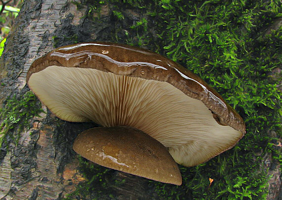 pňovka neskorá Sarcomyxa serotina (Pers.) P. Karst.