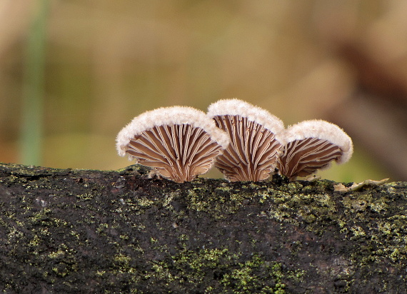 klanolupeňovka obyčajná-klanolístka obecná Schizophyllum commune Fr.