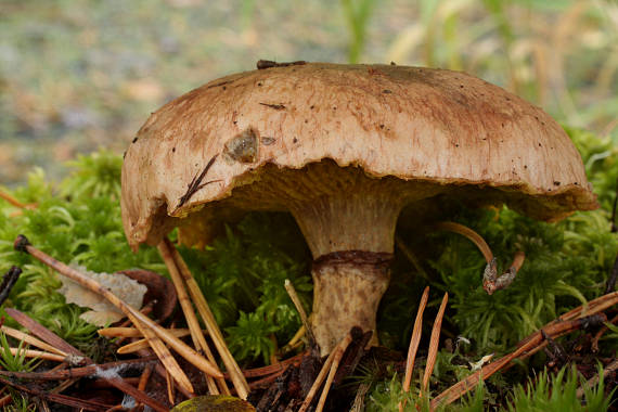 masliak močiarny Suillus flavidus (Fr.) J. Presl