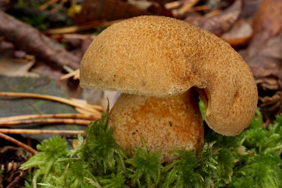 masliak strakatý Suillus variegatus (Sw.) Kuntze