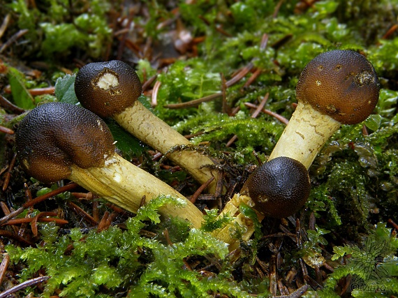 žezlovka hlavičkatá Tolypocladium capitatum (Holmsk.) Quandt, Kepler & Spatafora