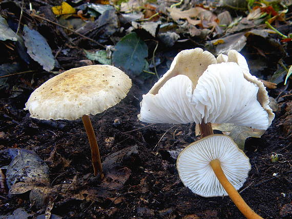 zamatka dubová Xerula pudens (Pers.) Singer