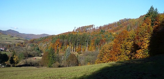 "pretiahnutá" zoširšia serpicom a šmahnutá jeseňou (Štiavnica)