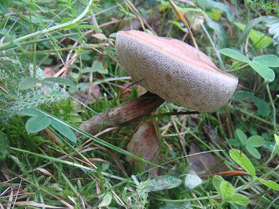 kozák brezový Leccinum scabrum (Bull.) Gray