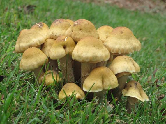 podpňovka žltá Armillaria gallica Marxm. & Romagn.