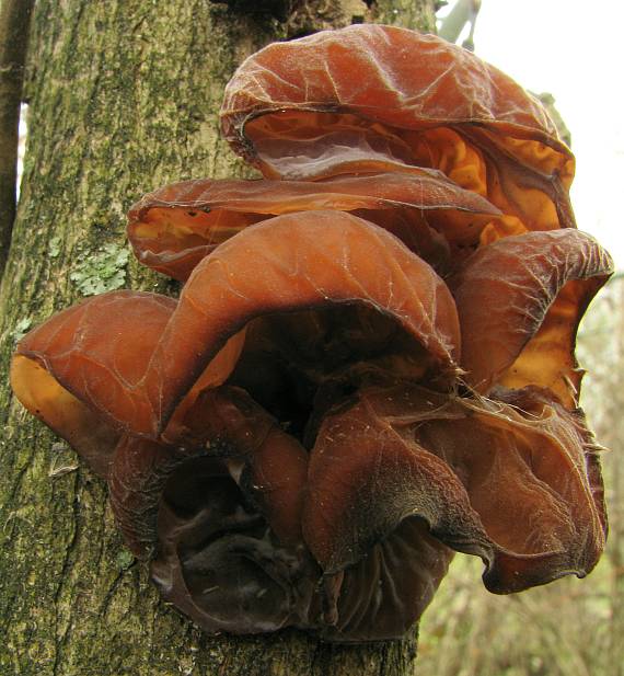 uchovec bazový Auricularia auricula-judae (Bull.) Quél.