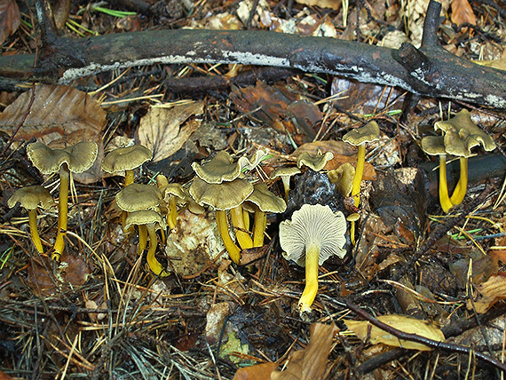 kuriatko lievikovité Craterellus tubaeformis (Fr.) Quél.