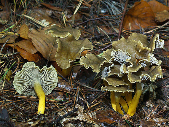 kuriatko lievikovité Craterellus tubaeformis (Fr.) Quél.