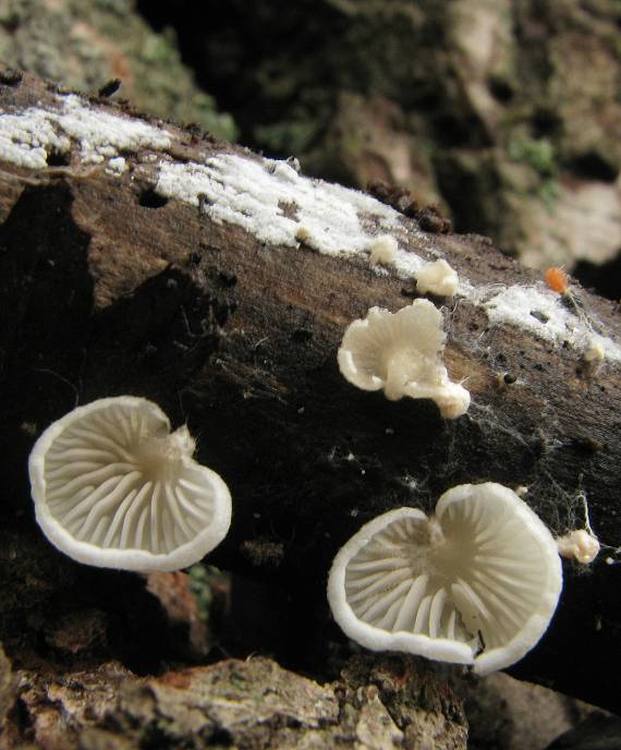 pahliva Crepidotus sp.