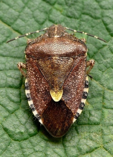 bzdocha obyčajná Dolycoris baccarum Linnaeus, 1758