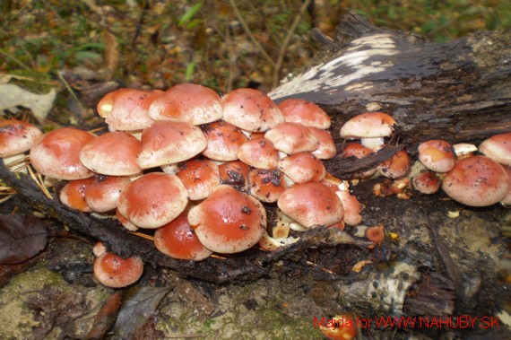 strapcovka tehlovočervená Hypholoma lateritium (Schaeff.) P. Kumm.