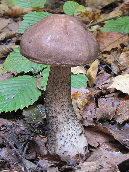 kozák brezový Leccinum scabrum (Bull.) Gray