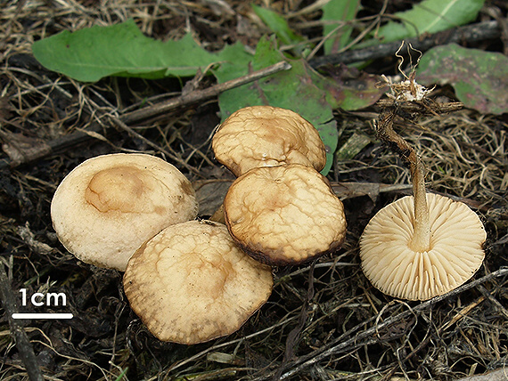 tanečnica poľná Marasmius oreades (Bolton) Fr.