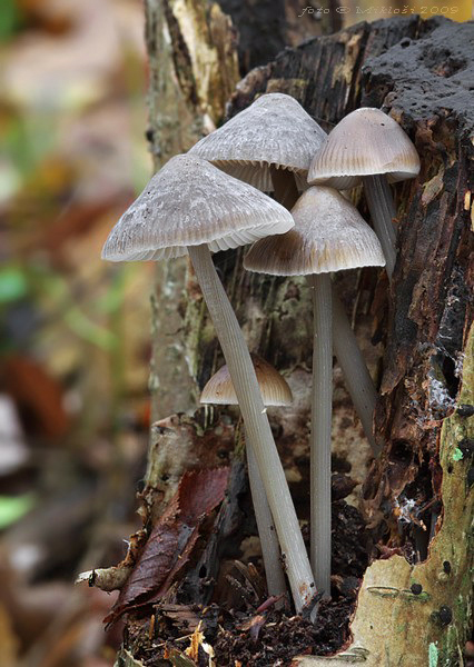 prilbička ryhovaná Mycena polygramma (Bull.) Gray