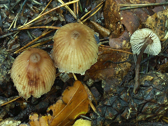 prilbička zefírová Mycena zephirus (Fr.) P. Kumm.