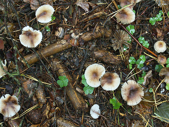 prilbička zefírová Mycena zephirus (Fr.) P. Kumm.