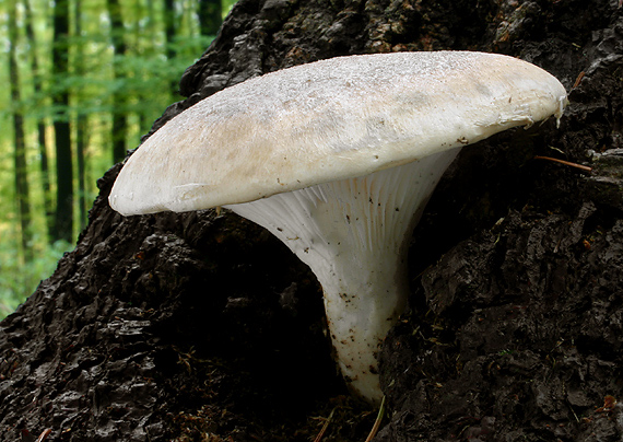 húževnatec šupinatý Neolentinus lepideus (Fr.) Redhead & Ginns