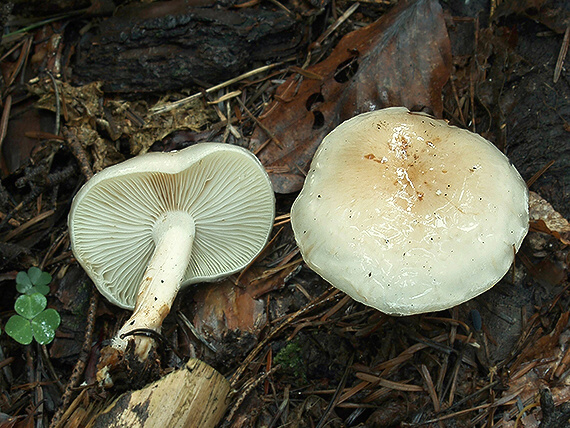 šupinovka hlinovookrová Pholiota lenta (Pers.) Singer