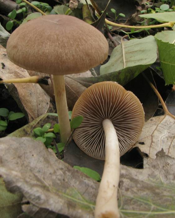 drobuľka Psathyrella sp.