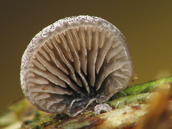 lastúrnik prirastený Resupinatus applicatus (Batsch) Gray