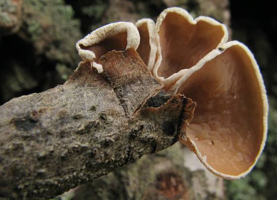 škľabka plstnatá Schizophyllum amplum (Lév.) Nakasone