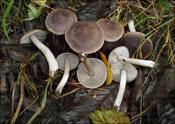 čírovka zemná Tricholoma terreum (Schaeff.) P. Kumm.