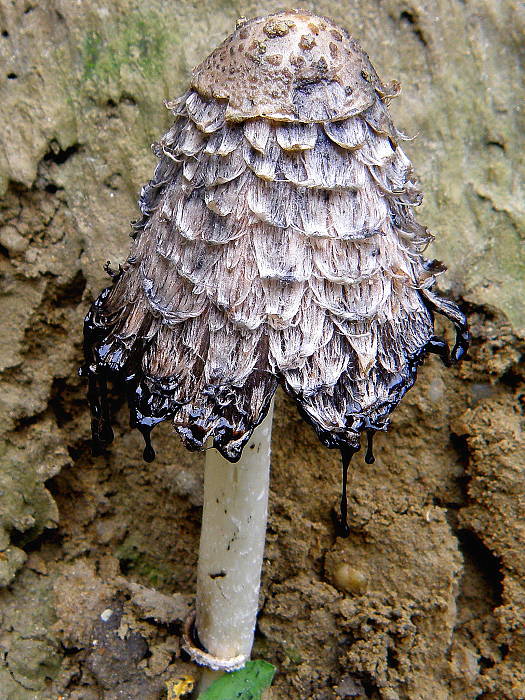 hnojník obyčajný Coprinus comatus (O.F. Müll.) Pers.