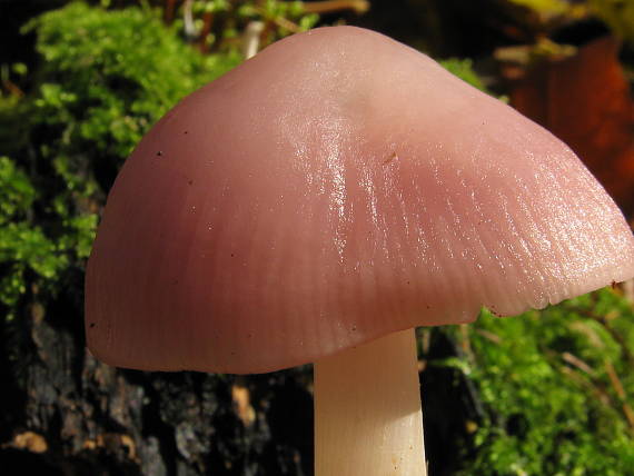 helmovka růžová Mycena rosea (Bull.) Gramberg.