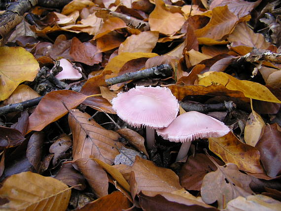 prilbička ružovkastá Mycena rosea Gramberg