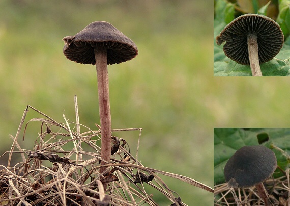 zvoncovec tmavohnedý Panaeolus ater (J.E. Lange) Kühner & Romagn.