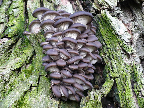 hliva ustricovitá Pleurotus ostreatus (Jacq.) P. Kumm.