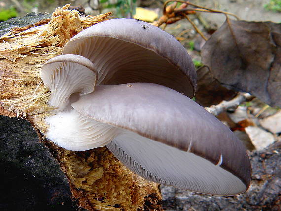 hliva ustricovitá Pleurotus ostreatus (Jacq.) P. Kumm.