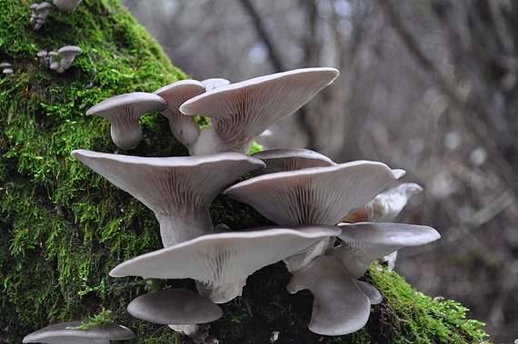 hliva ustricovitá Pleurotus ostreatus (Jacq.) P. Kumm.